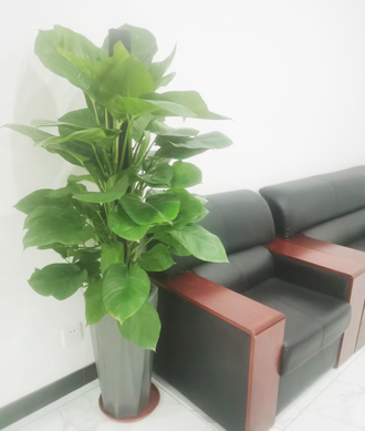 �����̻�ֲ������